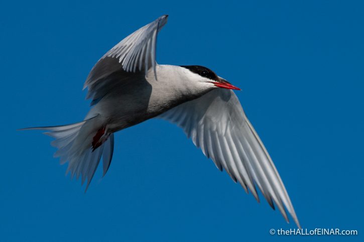 Arctic Tern - The Hall of Einar - photograph (c) David Bailey