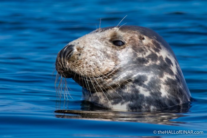 Grey Seal - The Hall of Einar - photograph (c) David Bailey