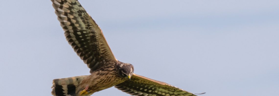 Hen Harriers - The Hall of Einar - photograph (c) David Bailey