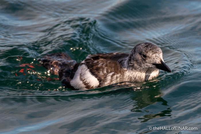 Black Guillemot - The Hall of Einar - photograph (c) David Bailey