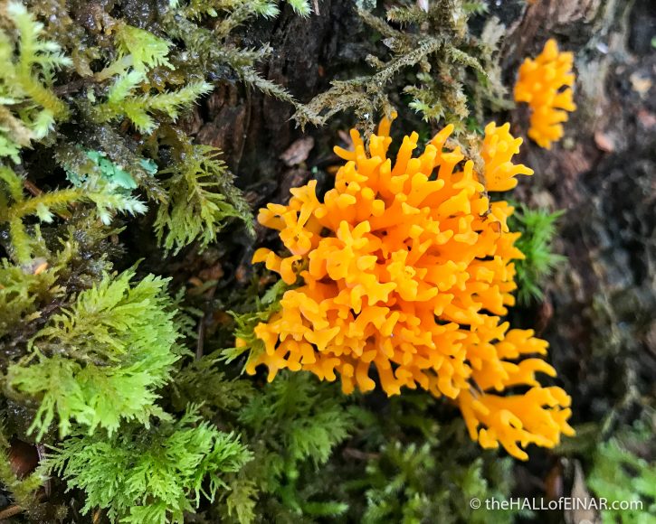 Yellow Stagshorn Fungus - The Hall of Einar - photograph (c) David Bailey (not the)