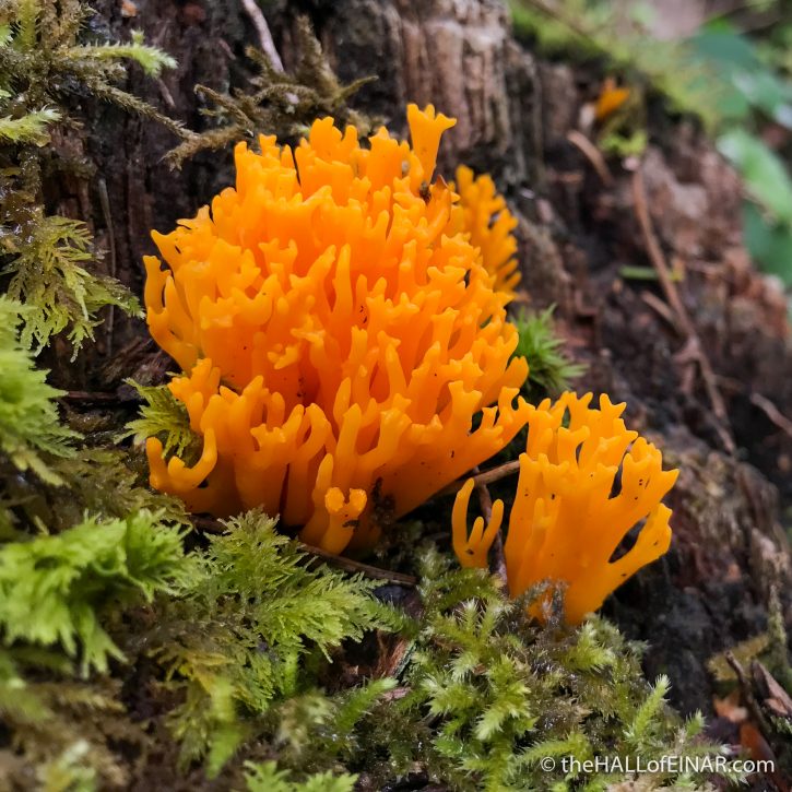 Yellow Stagshorn Fungus - The Hall of Einar - photograph (c) David Bailey (not the)