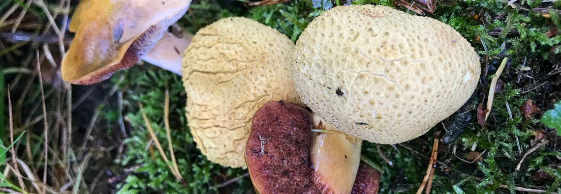 Pseudoboletus parasiticus - The Hall of Einar - photograph (c) David Bailey (not the)