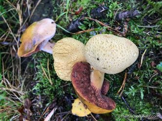 Pseudoboletus parasiticus - The Hall of Einar - photograph (c) David Bailey (not the)