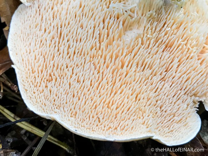 Hedgehog Fungi - The Hall of Einar - photograph (c) David Bailey (not the)