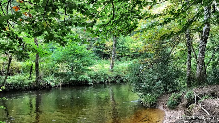 Bridford Wood - The Hall of Einar - photograph (c) David Bailey (not the)