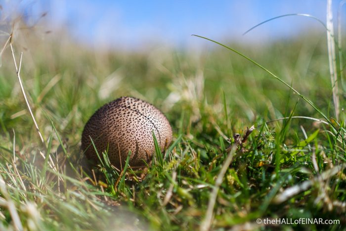 Dusky Puffball - The Hall of Einar - photograph (c) David Bailey (not the)