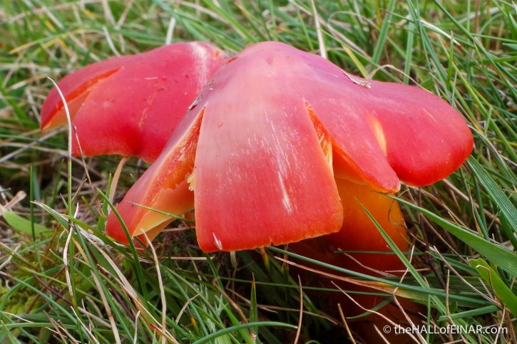 Waxcaps - The Hall of Einar - photograph (c) David Bailey (not the)
