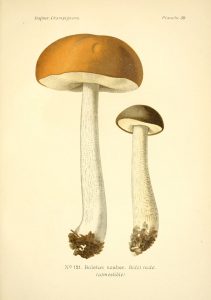 Brown Birch Bolete - The Hall of Einar - Atlas des champignons comestibles et vénéneux Paris,P. Klincksieck,1891