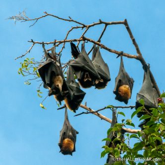 Flying Foxes - The Hall of Einar - photograph (c) David Bailey (not the)