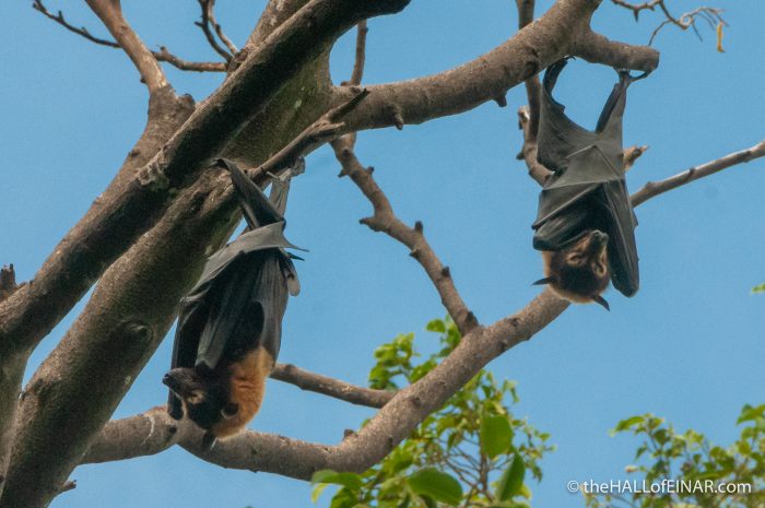 Flying Foxes - The Hall of Einar - photograph (c) David Bailey (not the)