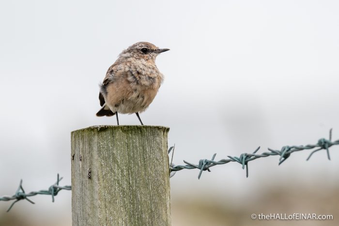 Wheatear - The Hall of Einar - photograph (c) David Bailey (not the)