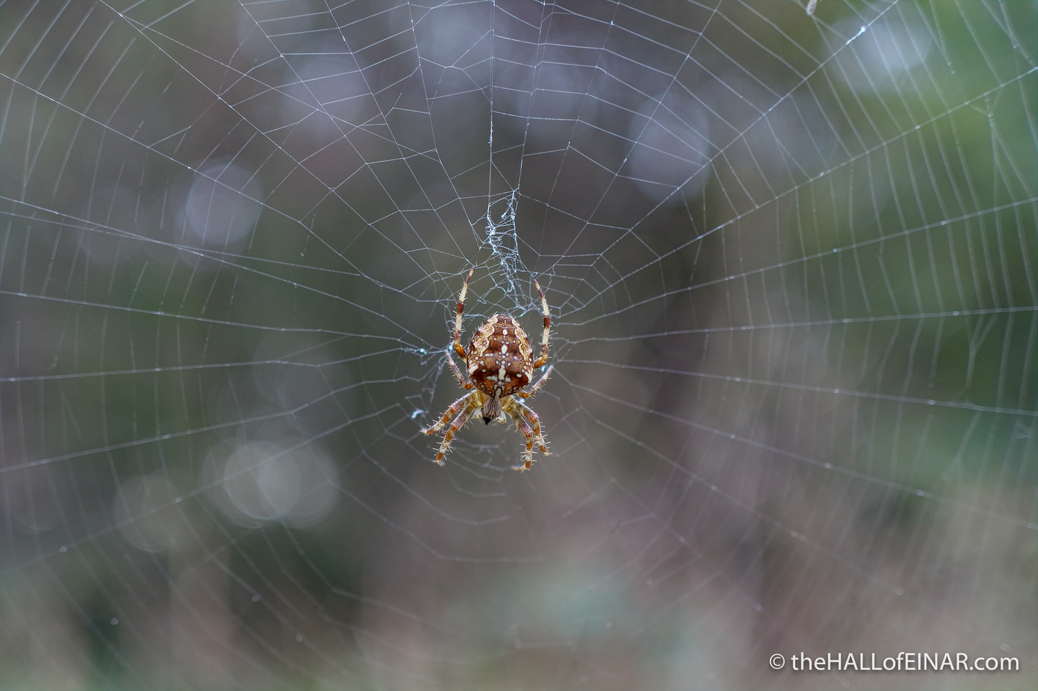 Diadem Spider - Bovey Heath - The Hall of Einar - photograph (c) David Bailey (not the)