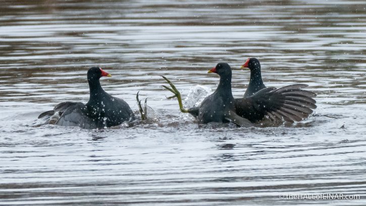 Fighting Moorhens - The Hall of Einar - photograph (c) David Bailey (not the)