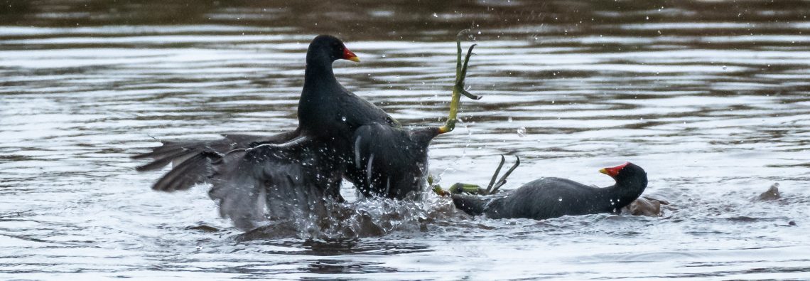 Fighting Moorhens - The Hall of Einar - photograph (c) David Bailey (not the)