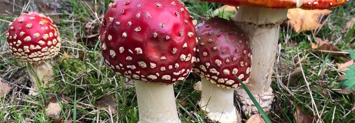 Fly Agaric - Bovey Heath - The Hall of Einar - photograph (c) David Bailey (not the)