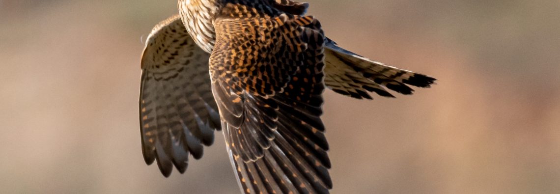 Canary Islands Kestrel - Gran Canaria - The Hall of Einar - photograph (c) David Bailey (not the)