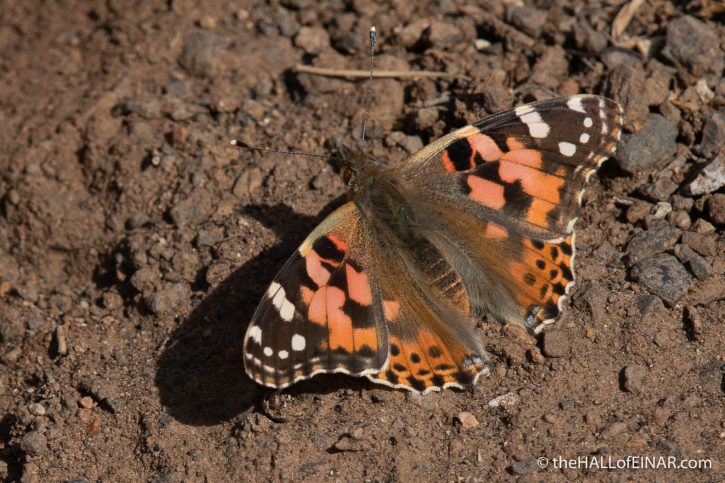 Painted Lady - Gran Canaria - The Hall of Einar - photograph (c) David Bailey (not the)