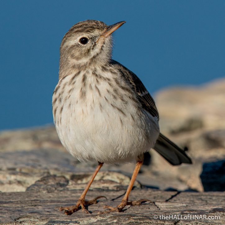 Bertholet's Pipit - Gran Canaria - The Hall of Einar - photograph (c) David Bailey (not the)