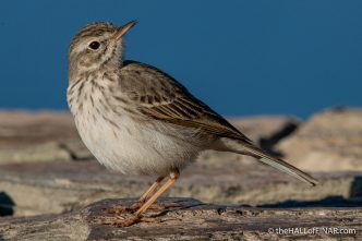 Bertholet's Pipit - Gran Canaria - The Hall of Einar - photograph (c) David Bailey (not the)