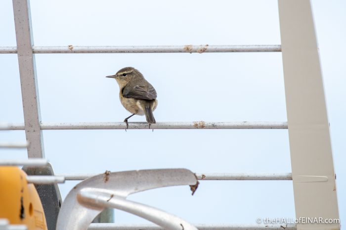 Canary Islands Chiffchaff - Gran Canaria - The Hall of Einar - photograph (c) David Bailey (not the)