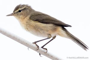 Canary Islands Chiffchaff - Gran Canaria - The Hall of Einar - photograph (c) David Bailey (not the)