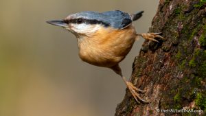 Nuthatch - Lago di Alviano - The Hall of Einar - photograph (c) David Bailey (not the)