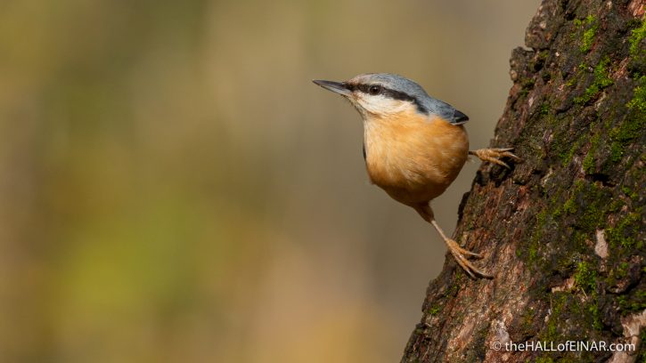 Nuthatch - Lago di Alviano - The Hall of Einar - photograph (c) David Bailey (not the)