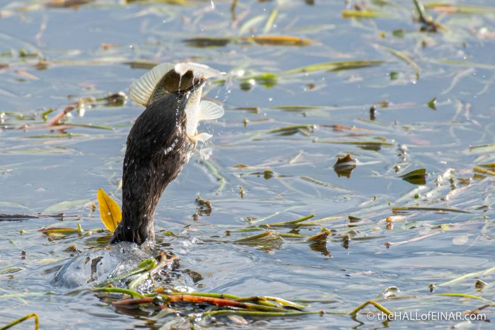 Lago di Alviano - The Hall of Einar - photograph (c) David Bailey (not the)