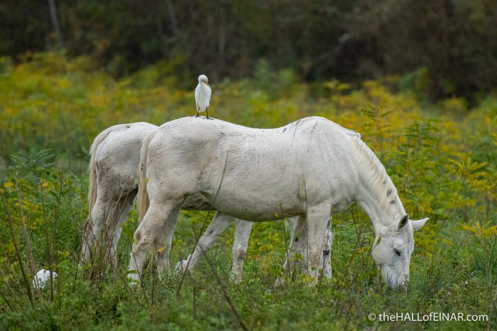 Horse and Cattle Egret - Lago di Alviano - The Hall of Einar - photograph (c) David Bailey (not the)