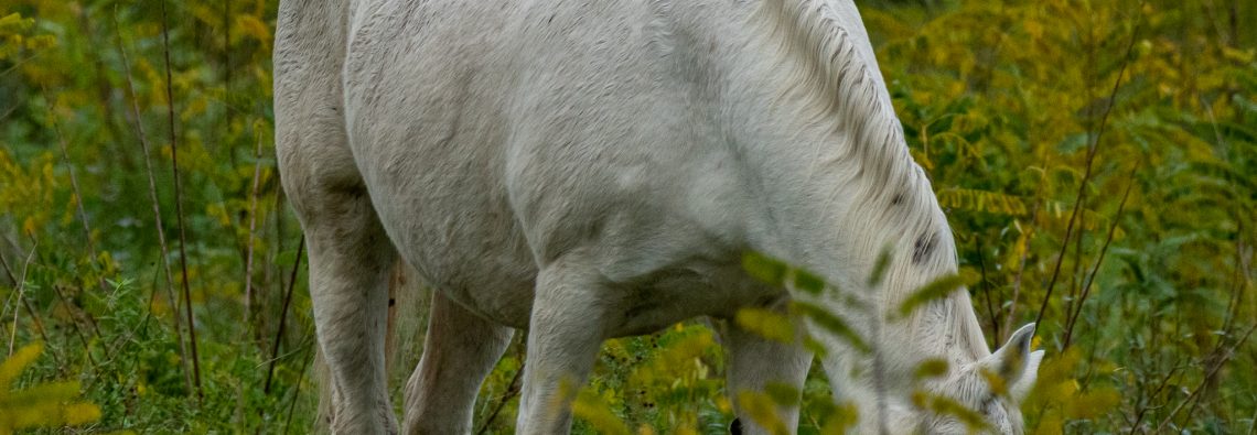 Horse and Cattle Egret - Lago di Alviano - The Hall of Einar - photograph (c) David Bailey (not the)