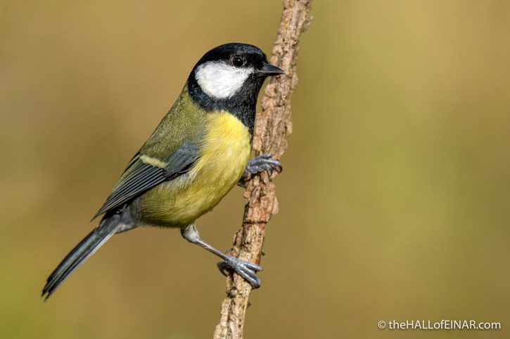 Great Tit - The Hall of Einar - photograph (c) David Bailey (not the)