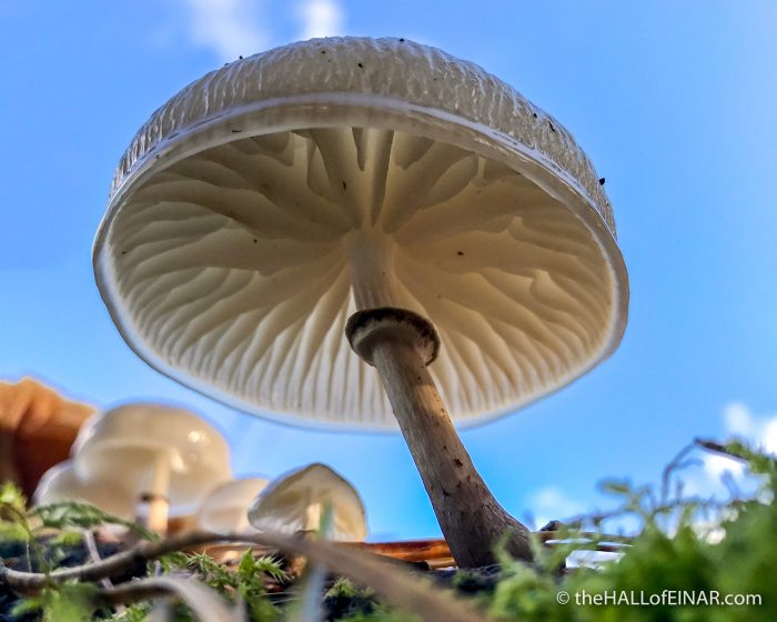 Oudmansiella mucida - The Hall of Einar - photograph (c) David Bailey (not the)