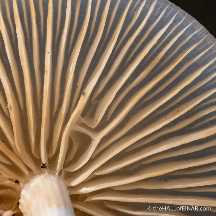 Oudmansiella mucida - The Hall of Einar - photograph (c) David Bailey (not the)