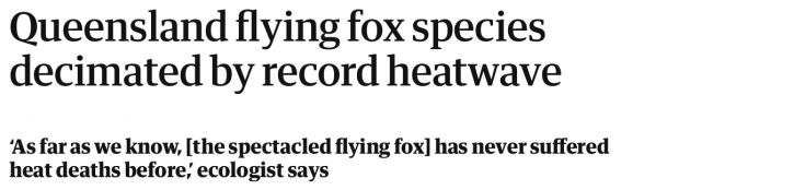 Queensland Flying Fox Species - The Guardian