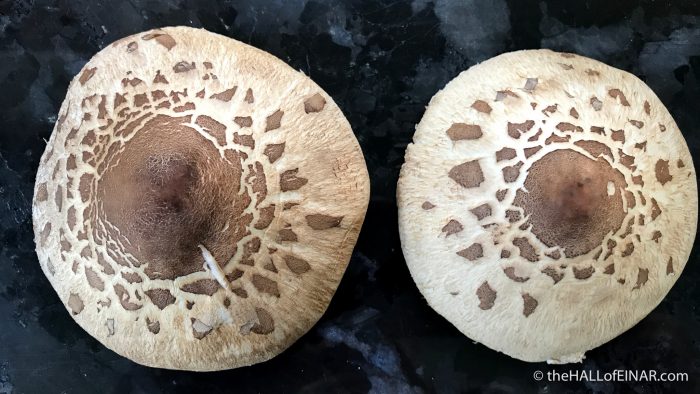 Shaggy Parasol - The Hall of Einar - photograph (c) David Bailey (not the)