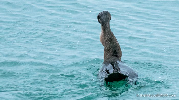 Shag and Pouting - The Hall of Einar - photograph (c) David Bailey (not the)