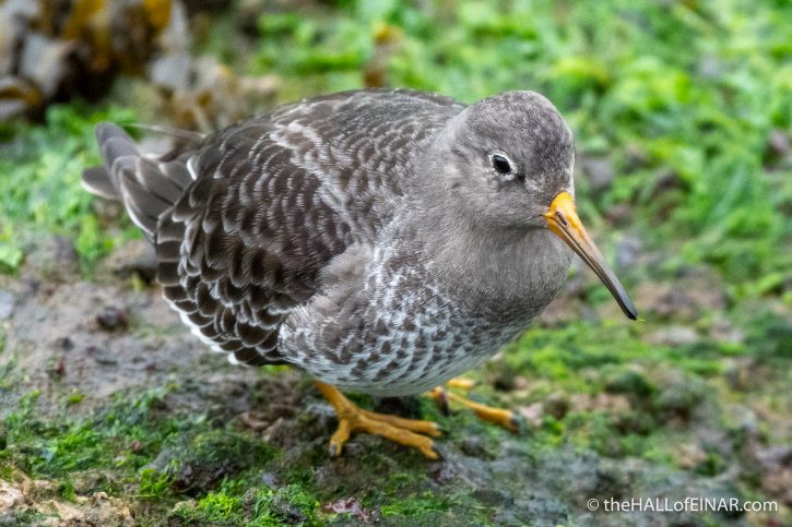 Purple Sandpiper - The Hall of Einar - photograph (c) David Bailey (not the)