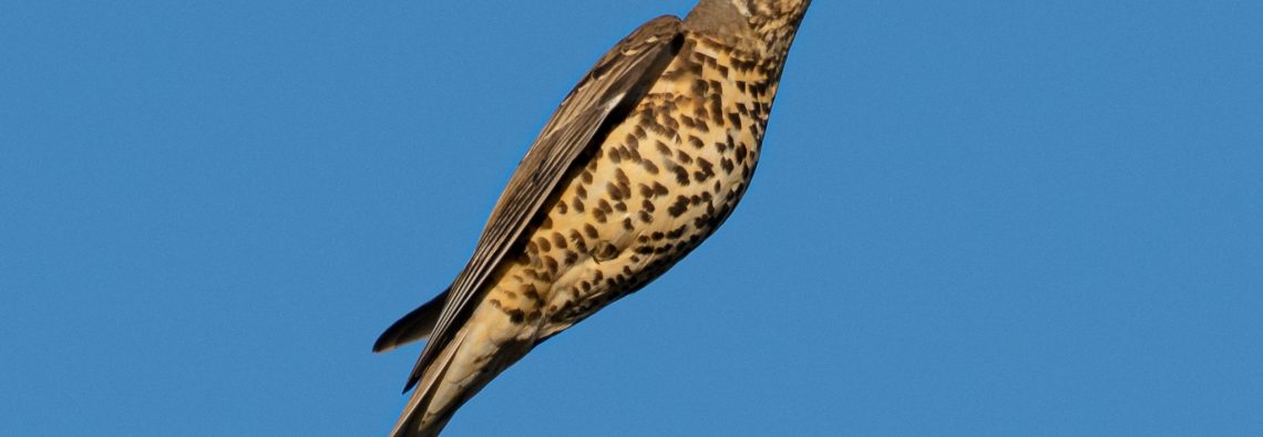 Mistle Thrush - The Hall of Einar - photograph (c) David Bailey (not the)