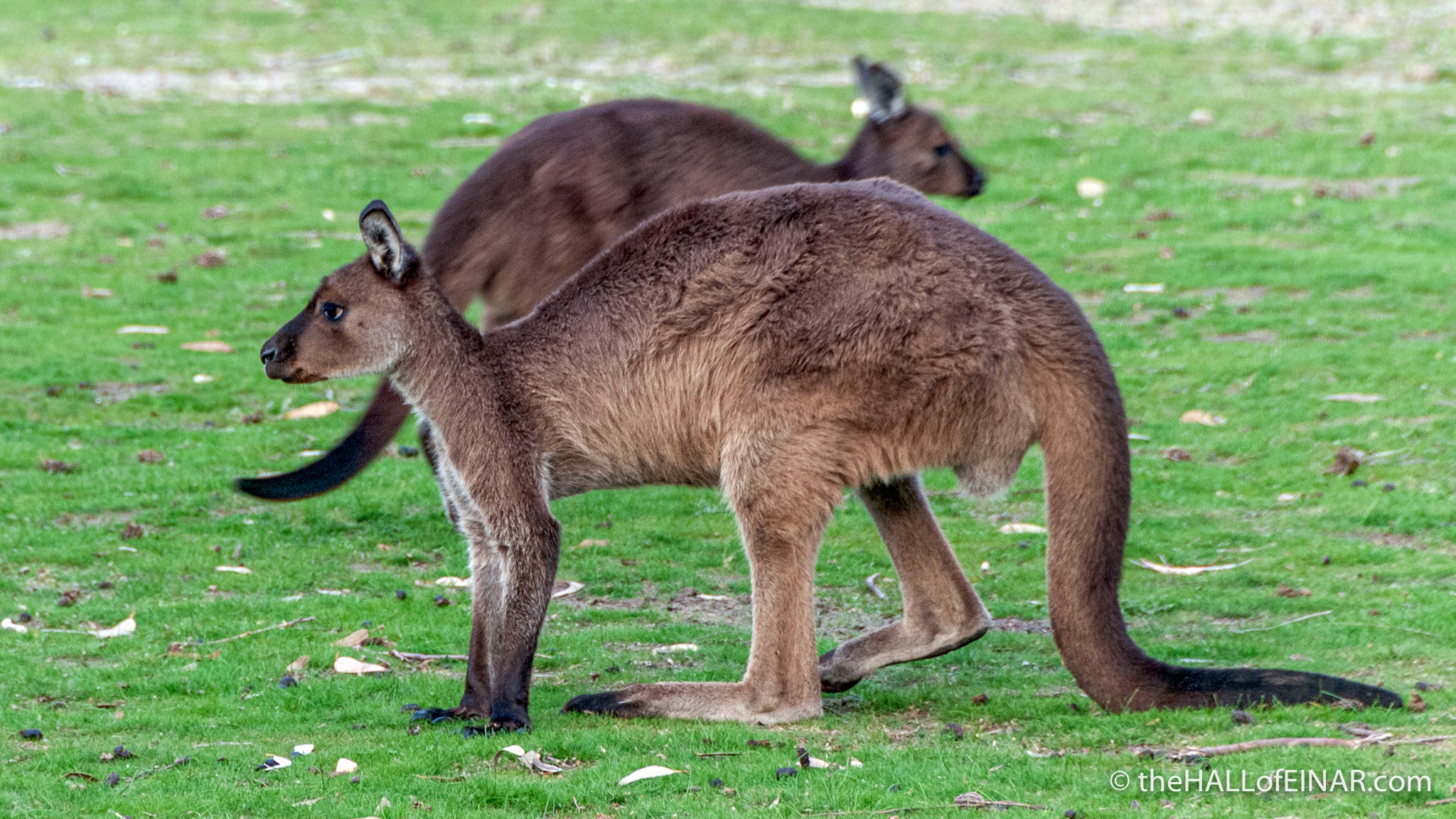 Kangaroo Island Kangaroos And Koalas David At The HALL Of EINAR Kangaroo Island Kangaroos And Koalas David At The HALL Of EINAR