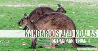 Kangaroos and Koalas - The Hall of Einar