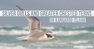 Silver Gulls and Greater Crested Terns - Kangaroo Island - The Hall of Einar