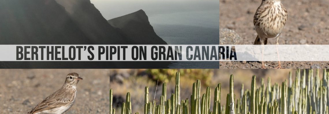 Bertholet's Pipit on Gran Canaria - The Hall of Einar