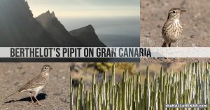 Bertholet's Pipit on Gran Canaria - The Hall of Einar