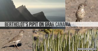 Bertholet's Pipit on Gran Canaria - The Hall of Einar