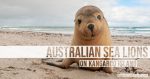Australian Sea Lions - Kangaroo Island - The Hall of Einar