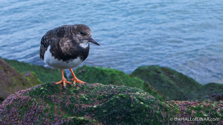 Turnstone at Brixham - The Hall of Einar - photograph (c) David Bailey (not the)