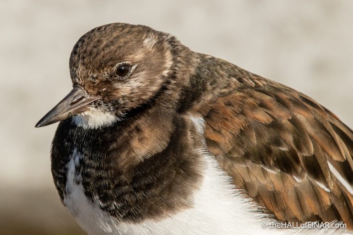 Turnstone at Brixham - The Hall of Einar - photograph (c) David Bailey (not the)