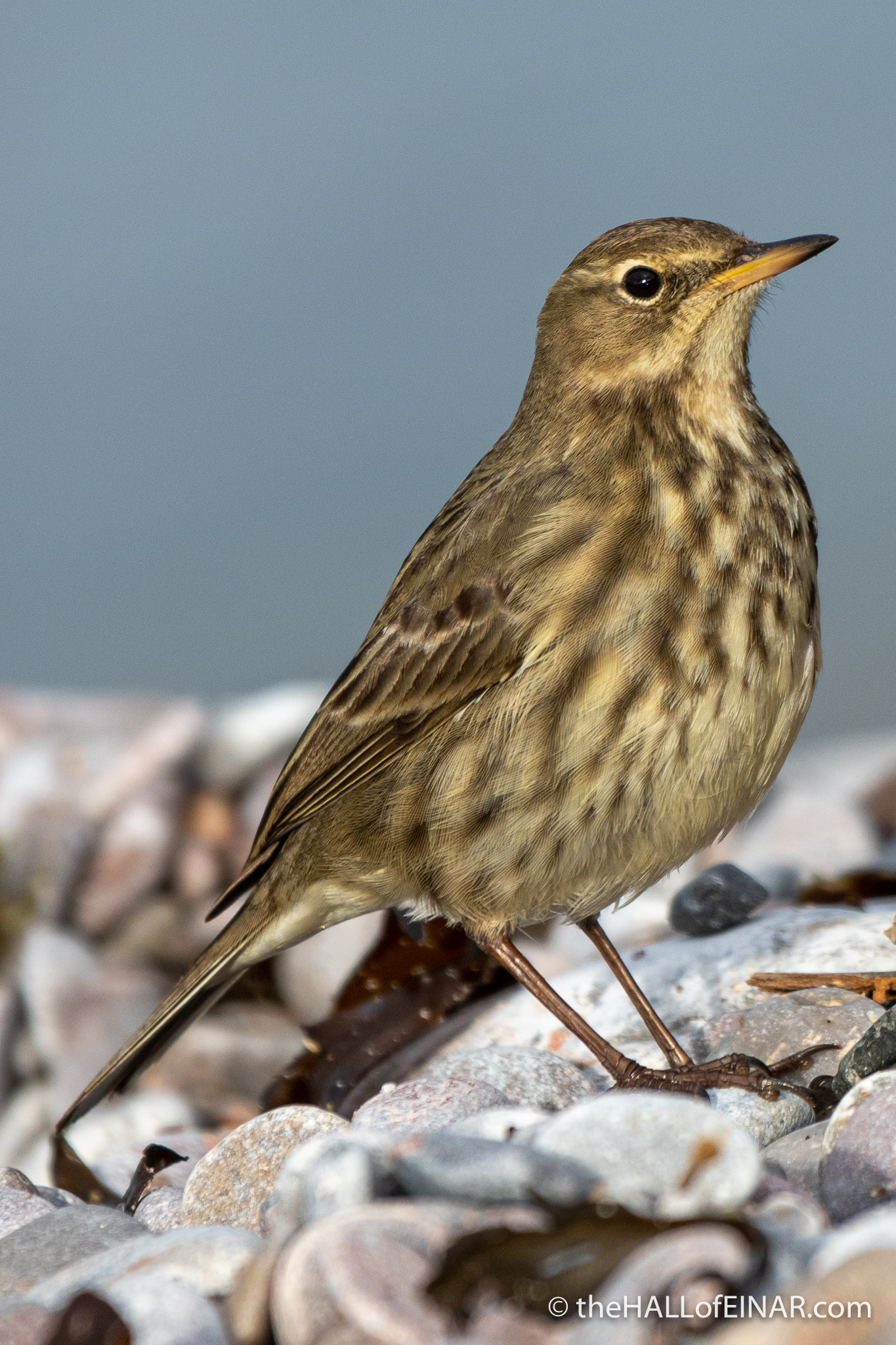 Rock Pipit - Brixham - The Hall of Einar - photograph (c) David Bailey (not the)