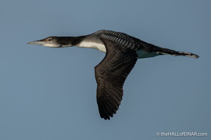 Great Northern Diver at Brixham - The Hall of Einar - photograph (c) David Bailey (not the)